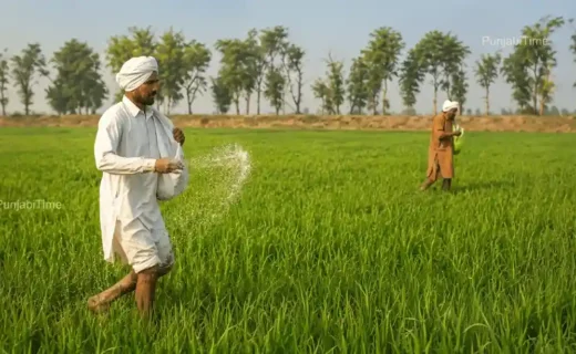 Punjab Urea Shortage