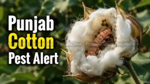 Punjab Cotton Pest Alert – ਫਾਜਿਲਕਾ ਦੇ ਨਰਮਾ ਖੇਤ 'ਚ ਚਿੱਟੀ ਮੱਖੀ ਅਤੇ ਗੁਲਾਬੀ ਸੁੰਡੀ ਦੀ ਜਾਂਚ ਕਰਦਾ ਕਿਸਾਨ