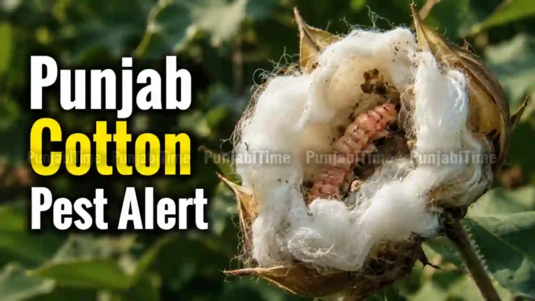 Punjab Cotton Pest Alert – ਫਾਜਿਲਕਾ ਦੇ ਨਰਮਾ ਖੇਤ 'ਚ ਚਿੱਟੀ ਮੱਖੀ ਅਤੇ ਗੁਲਾਬੀ ਸੁੰਡੀ ਦੀ ਜਾਂਚ ਕਰਦਾ ਕਿਸਾਨ