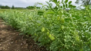 Green Chickpeas Ireland trial crop in Enniscorthy Wexford